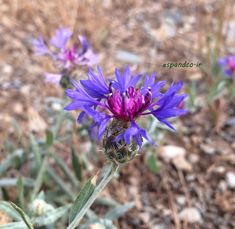 Centaurea_depressa